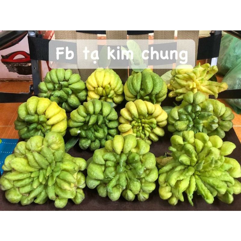 Quả phật thủ(hàng lỗi)
