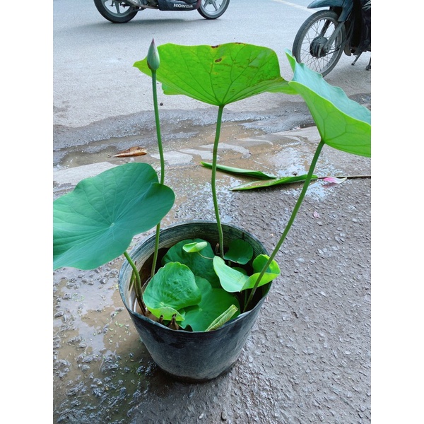 Sen Trồng Nước