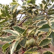 CÂY ỔI CẨM THẠCH ( sản phẩm có bảo hành)