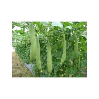 1gr hạt giống mướp hương f1