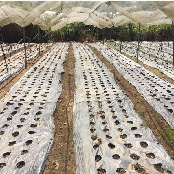 Màng Phủ Nông Nghiệp Cuộn 1x400m Nhiều Kích Thước Chất Liệu Siêu Bền Đa Năng Cực Tiết Kiệm
