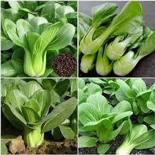 20g Hạt giống cải thìa xanh  - tỷ lệ nảy mầm 95%