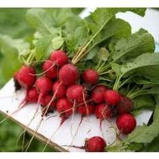 200h -hạt_giống_củ_cải_cherry