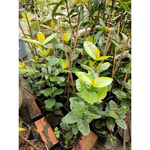 Trang phụng hoàng cam