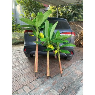 Cây giả cây chuối giả có buồng quả cao 1m2, 1m6, 1m8 trang trí nhà cửa sân vườn