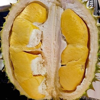 Cây giống sầu riêng | Giống Ri6 cơm vàng hạt lép