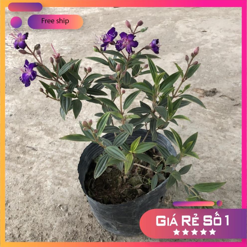 Cây hoa mua thái , chiều cao 35-40cm, cây nhánh sum suê hoa tím nở rộ