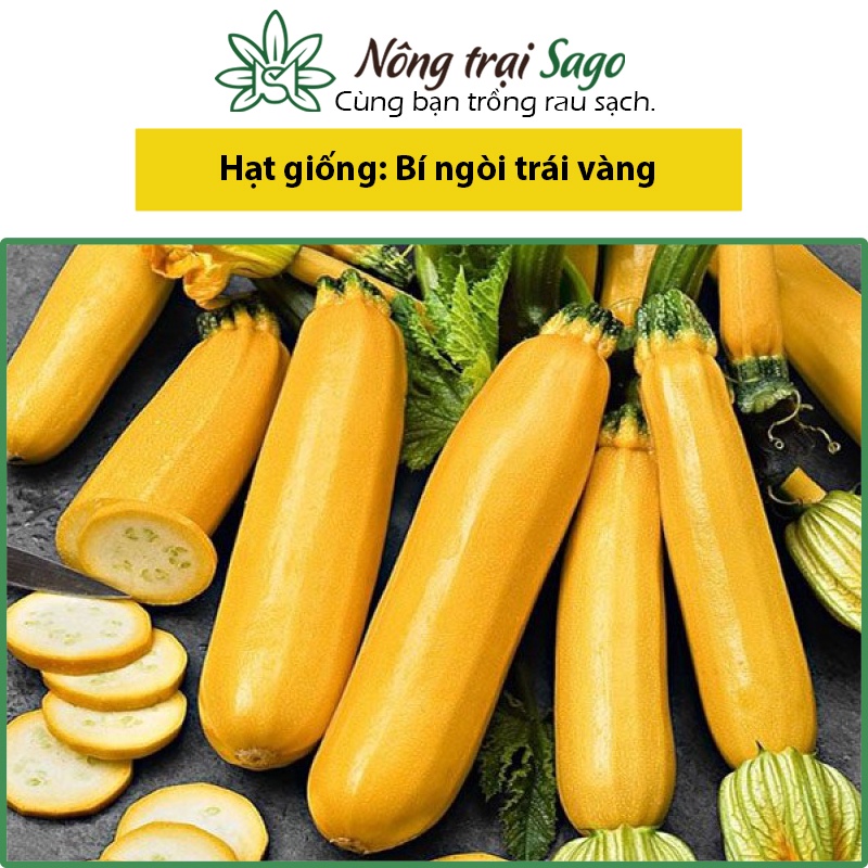 Hạt giống Bí Ngòi Vàng (Bí Ngồi Vàng) Dễ Trồng, Rộ Trái, Cây Sinh Trưởng Mạnh - Nông Trại Sago