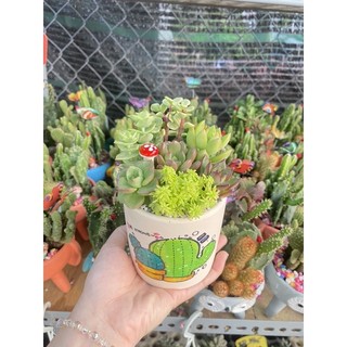 Chậu tiểu cảnh mix sen đá và xương rồng dễ thương thích hợp làm quà tặng sinh nhật, khai trương