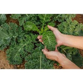 5gr hạt giống cải xoăn kale xanh