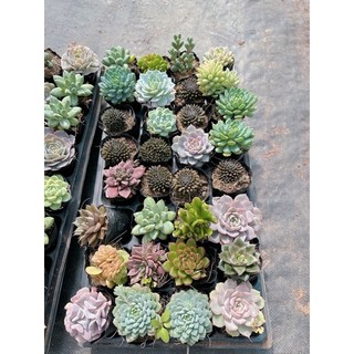 Sen đá size bầu 4-6cm
