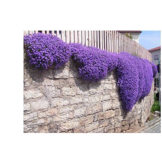 500.HẠT Hạt Giống Hoa Leo Đá Lâu Năm Chịu Hạn Aubrieta