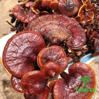 Nấm lim xanh rừng Tây Bắc thu hái, phơi khô tự nhiên. Thảo dược quý nấm lim, nấm linh chi rừng