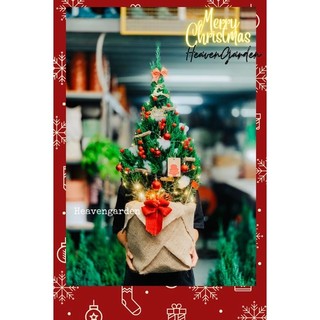 cây sơn tùng thật 80cm trang trí noel (decor giáng sinh)