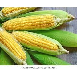 HẠT GIỐNG NGÔ NGỌT MỸ 🌽 – HẠT MỀM, NGỌT ĐẬM – NĂNG SUẤT CAO