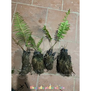 dương xỉ  thân gỗ (cây giống bao sống)