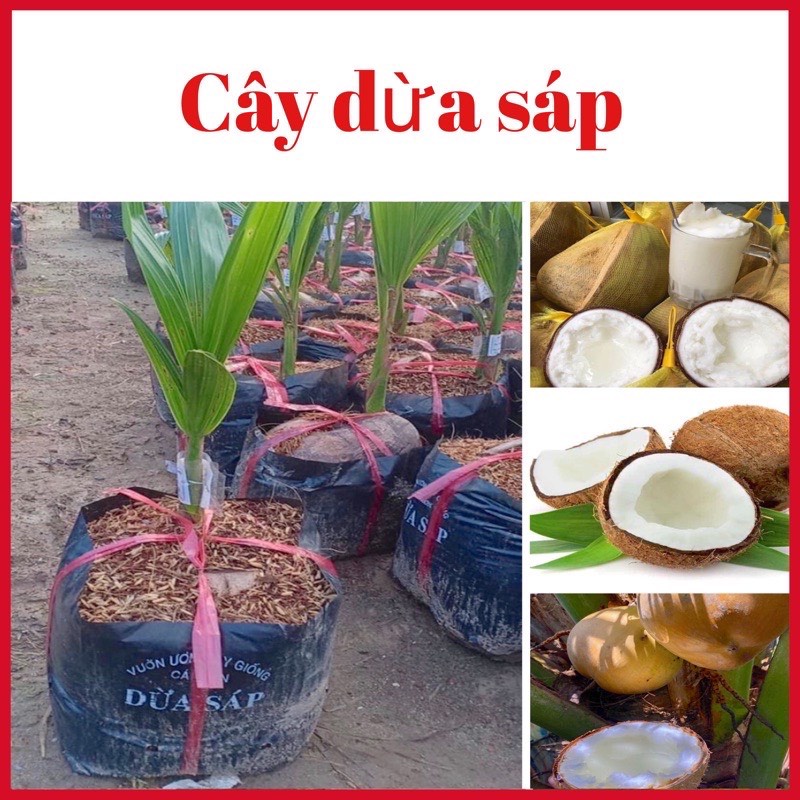 Cây dừa sáp đặc sản Cầu Kè- Trà Vinh nhiều dinh dưỡng, béo ngậy, cao 50-60cm mua 5 cây tặng 1 cây