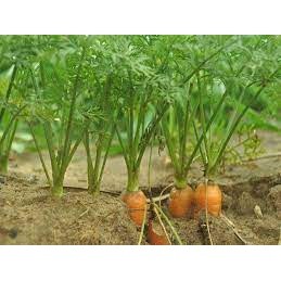 Hạt Giống Cà Rốt - 5 Gram