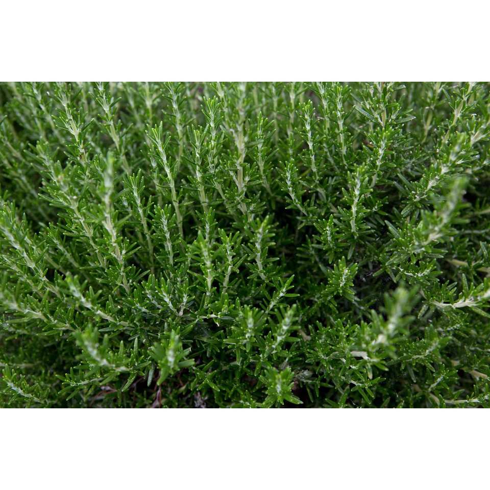 100h Hạt Giống Hương Thảo Rosemary