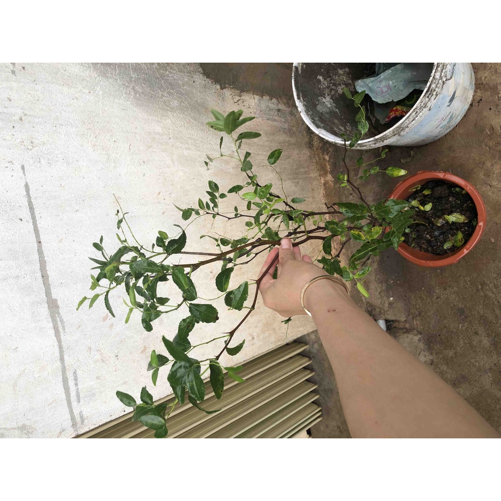 Cây giống hồng táo tiger tooth