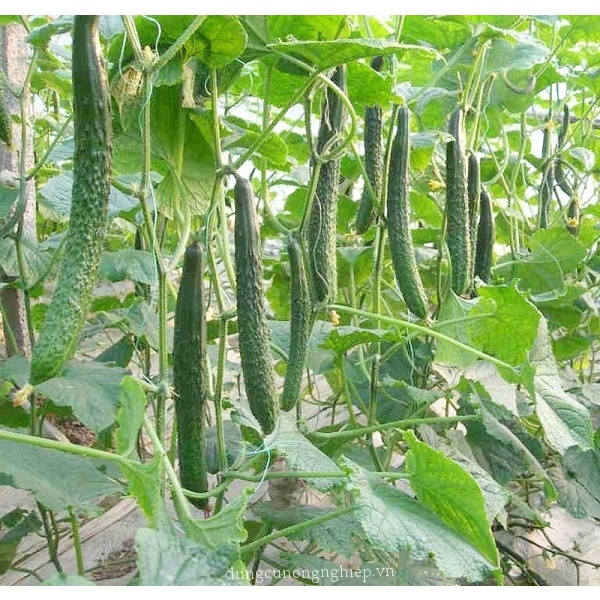 20h Hạt Giống Dưa Chuột Kiếm Tự Thụ Phấn