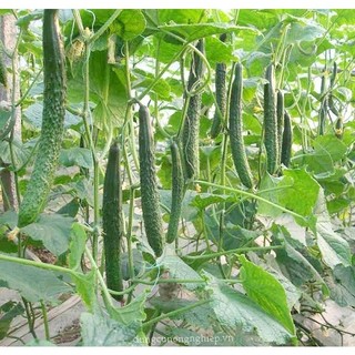 20h hạt giống dưa chuột kiếm tự thụ phấn