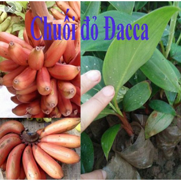 2 cây chuối đỏ dacca