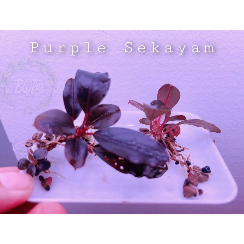 Bucep Purple Sekayam | hàng ngọn | lá cạn | cây thuỷ sinh