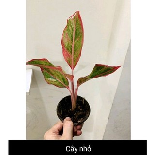 Chậu Cây Phú Quý nhỏ