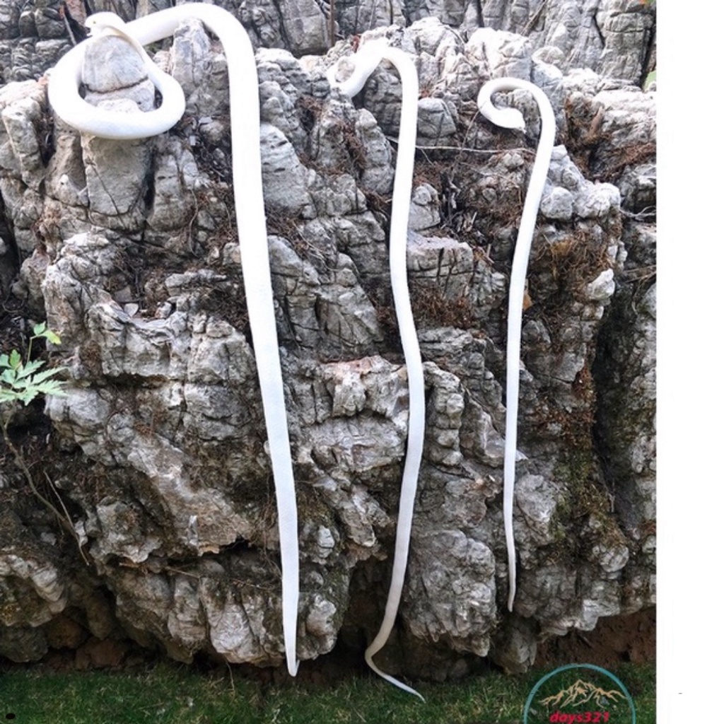 CON RẮN GIẢ cao su đặc GIỐNG hệt như THẬT
