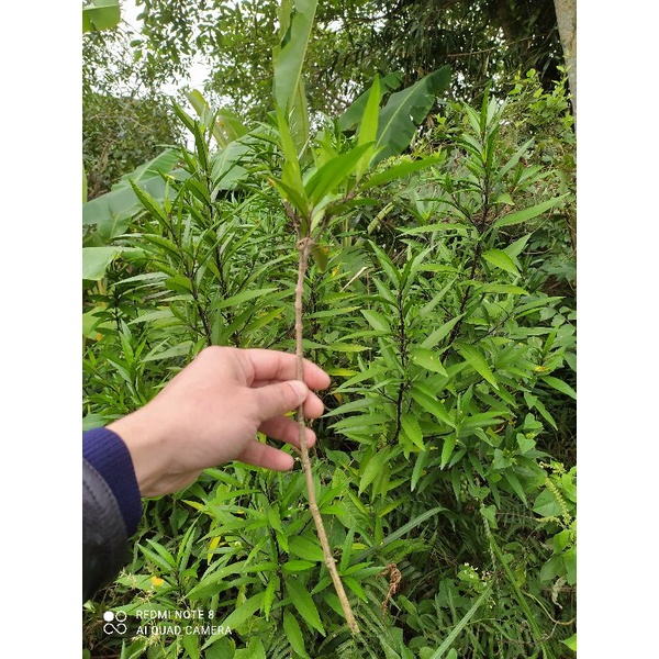 1 cành cây chiều tím về giâm cành