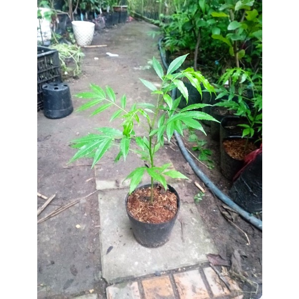 Cây cóc Câỳ Thái