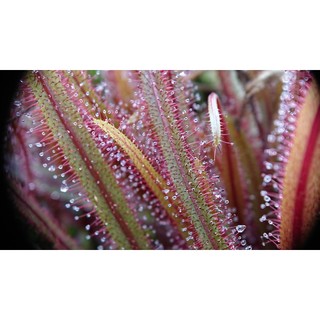 Gọng Vó Drosera Adelae bắt côn trùng