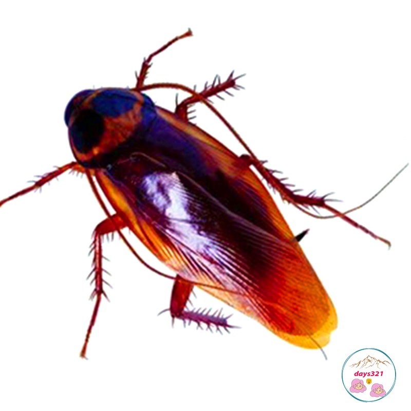 Côn Trùng Giả Như Thật, Đồ Chơi Gián Giả Như Thật