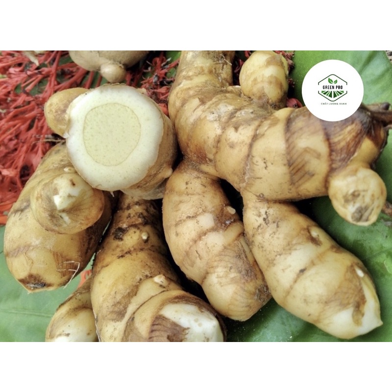 1KG NGHỆ TRẮNG RỪNG