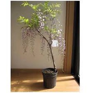 Cây giống hoa tử đằng thân gỗ nguyên bầu siêu đẹp, siêu hoa , Cây đẹp, giá rẻ, nhắn tin để được tư vấn