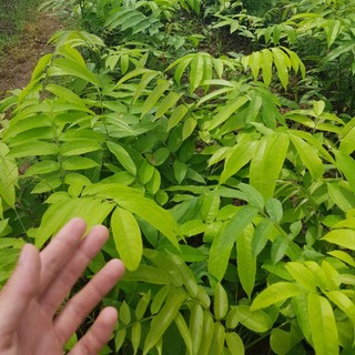 Giống cây sấu ăn quả (CÂY KHỎE NHANH TRÁI)