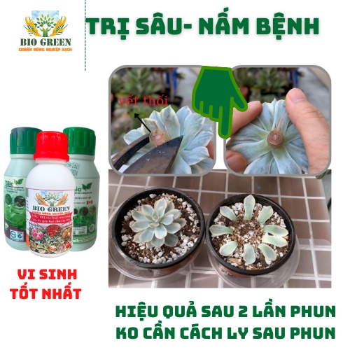 Phân bón cho sen đá thuốc trừ nấm bệnh sinh học hữu cơ biogreen555 trị đốm đen sâu rệp sáp thối thân lá biogreen555