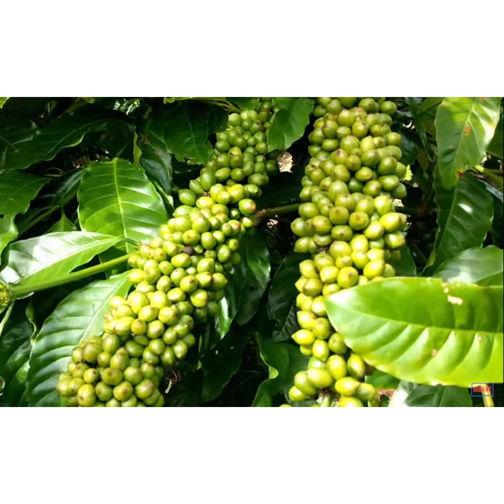 1 KG Hạt giống Cà Phê VỐI CAO SẢN Lá Xoài  - HẠT TUYỂN CHỌN TỪ CÂY MẸ. KÈM HƯỚNG DẪN ƯƠM]