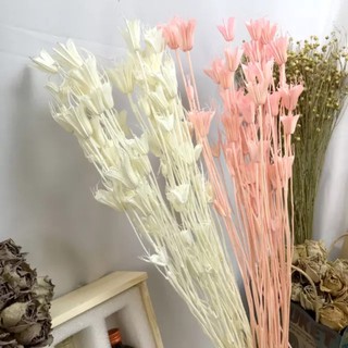 🌸 Hoa khô Kim Cương Nigella 🌸 Hoa Khô Trang trí 🌸Hoa Khô decor 🌸 Hoa Khô vĩnh cửu