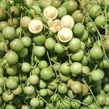 Cây giống dâu da xanh trái tròn