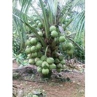 cây giống dừa tam quan (siêu lùn)