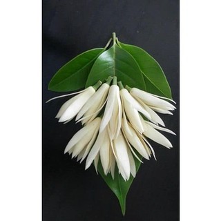 [Nhu_Mai_Garden]cây giống hoa ngọc lan trắng