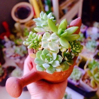 Sen đá vườn Lilac