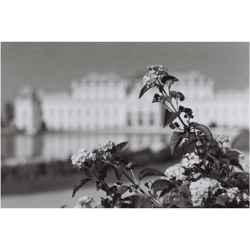 Phim Lomography Berlin Kino ISO 400, Đen Trắng B&W, 135/35mm x 36 Kiểu, In Date Cho Máy Chụp Ảnh Film - LIIQ Flash