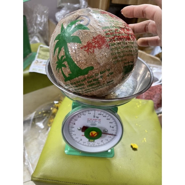 Quả Bình dừa siêu to nặng 1,4 kg -1 quả