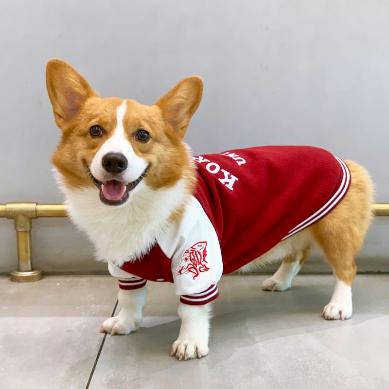 Áo Khoác Bóng Chày Giữ Ấm Mùa Thu Đông Kích Thước Vừa / Nhỏ / Vừa / Chó Corgi Phong Cách Đường Phố Schnauzer Shiba In