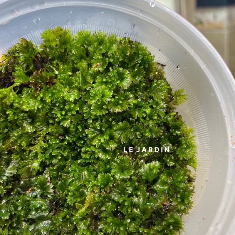 Rêu Cánh Quạt, Rêu Hiếm, Rêu Terrarium, Rêu Xanh setup hồ bán cạn, tiểu cảnh, terrarium