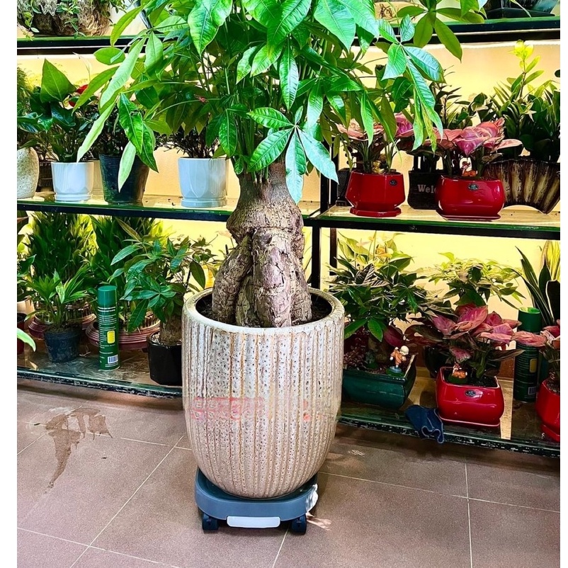 Đế chậu cây -Đế Kê Chậu cây Có Bánh Xe và khay hứng nước thông minh