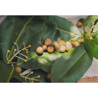 Dầu mù u ép lạnh Noom 10ml